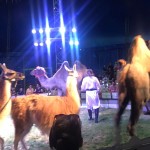 cirkus